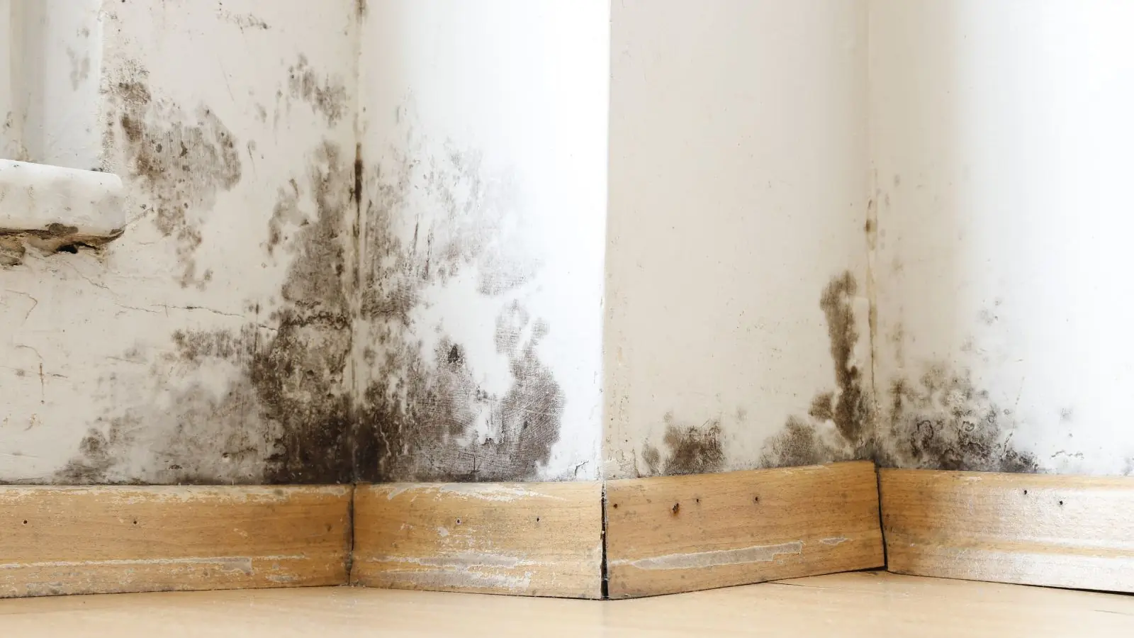 Mold growing up a basement corner wall above wood baseboard