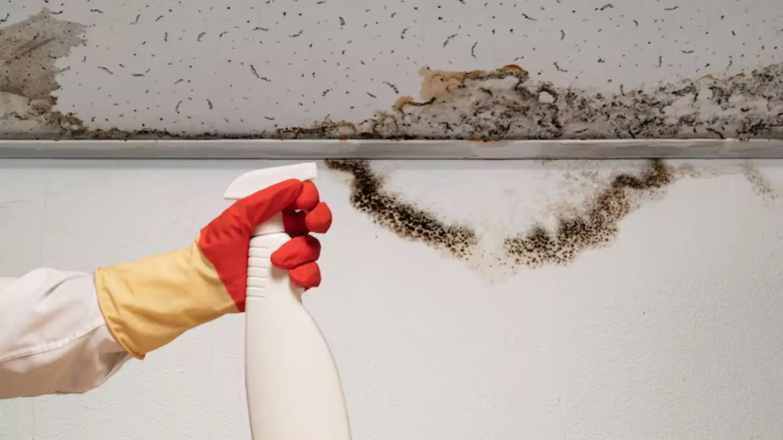 Dark mold along a ceiling line with a gloved hand holding a cleaning spray