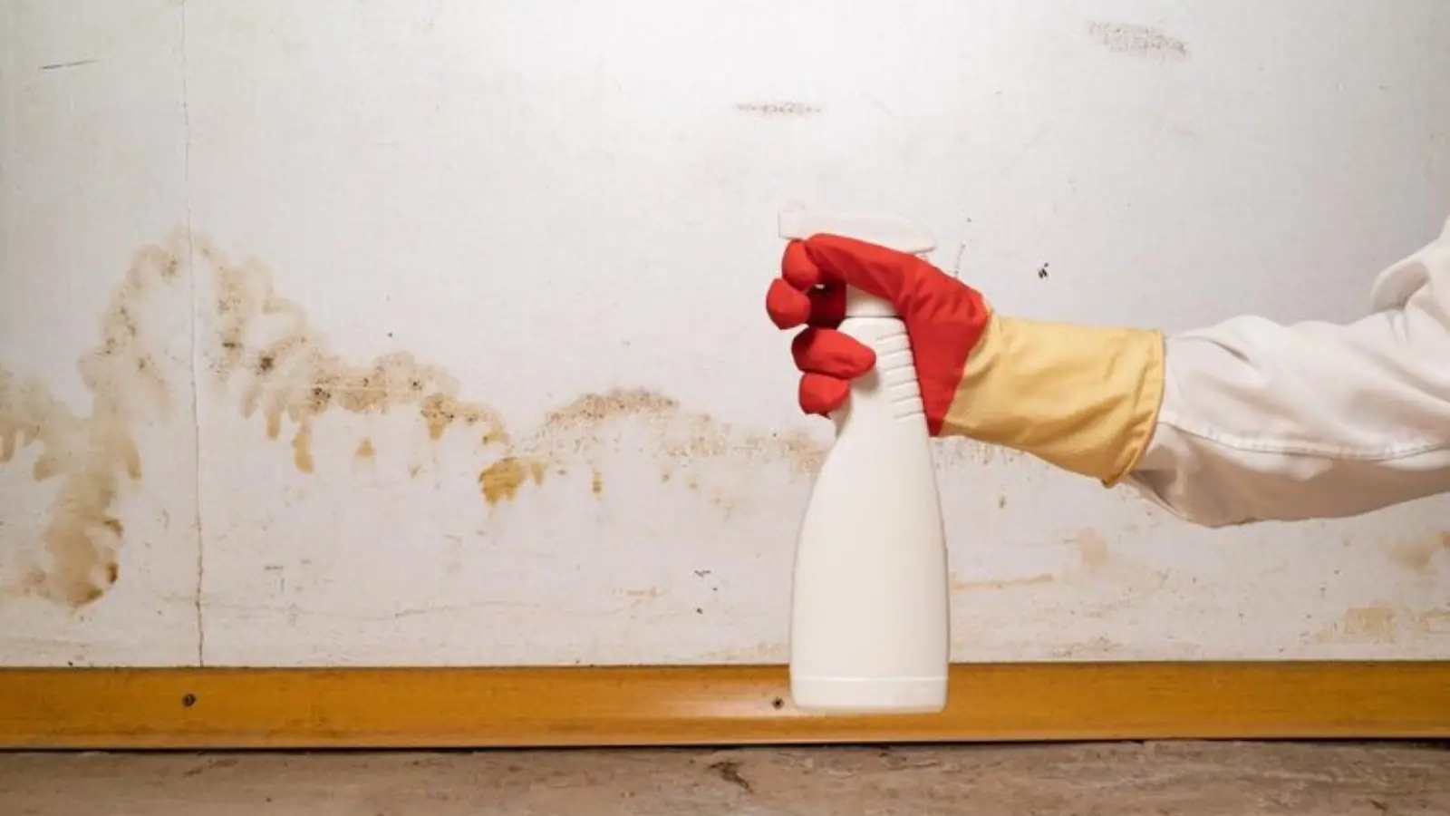 Gloved hand holding a spray bottle beside mold along a baseboard