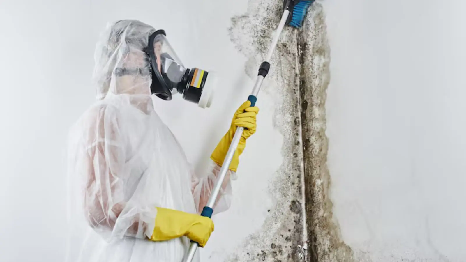 Remediation worker in protective suit and respirator treating a moldy wall